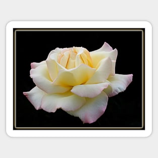 White Rose Mystery Sticker